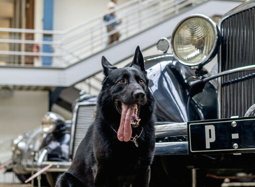 V NTM proběhl výcvik služebních psů Policie ČR